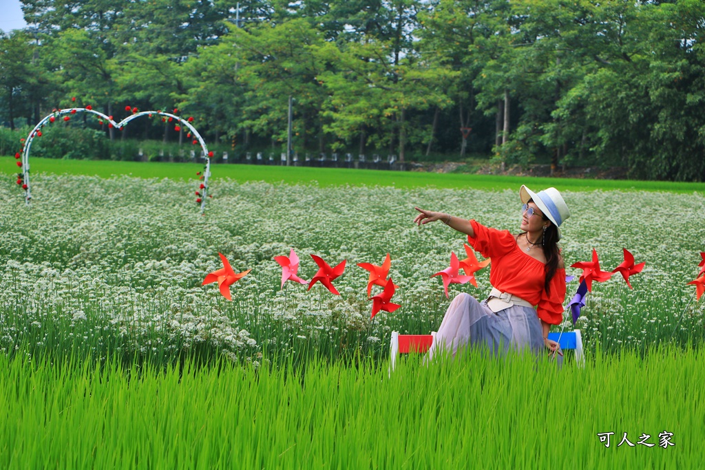 2020彰化韭菜花,彰化埤頭韭菜花海,彰化花海