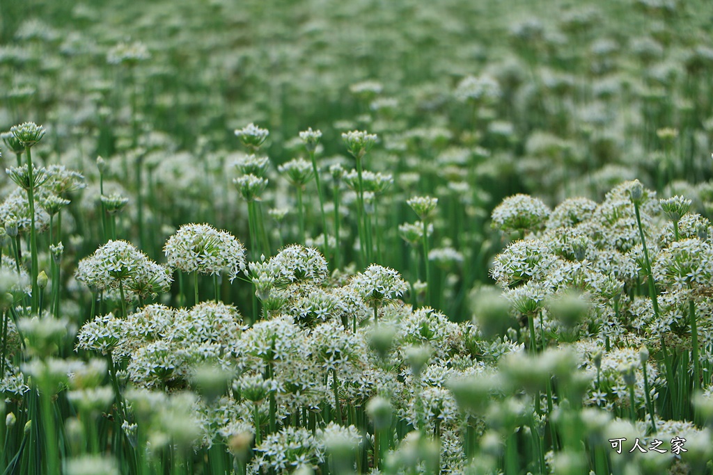 2020彰化韭菜花,彰化埤頭韭菜花海,彰化花海