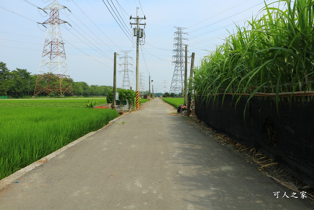 2020彰化韭菜花,彰化埤頭韭菜花海,彰化花海