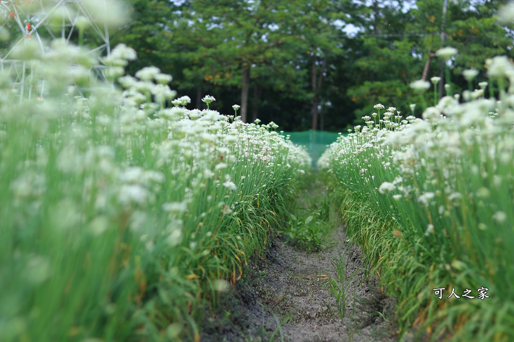 2020彰化韭菜花,彰化埤頭韭菜花海,彰化花海