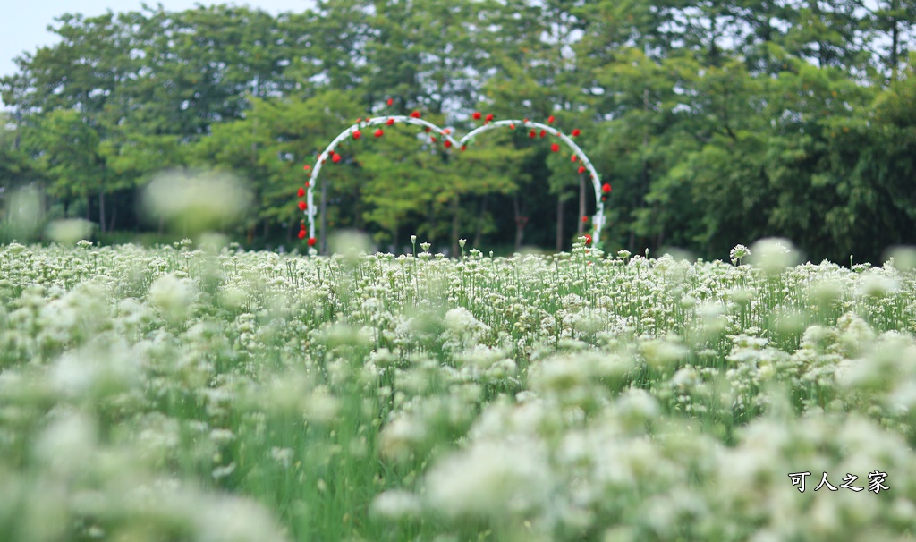 2020彰化韭菜花,彰化埤頭韭菜花海,彰化花海