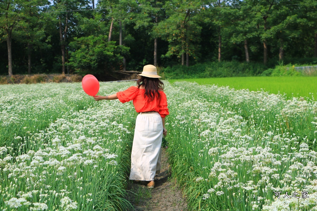 2020彰化韭菜花,彰化埤頭韭菜花海,彰化花海