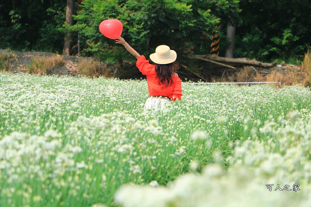 2020彰化韭菜花,彰化埤頭韭菜花海,彰化花海