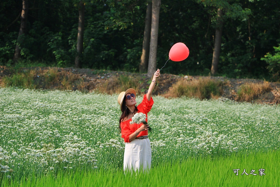 2020彰化韭菜花,彰化埤頭韭菜花海,彰化花海