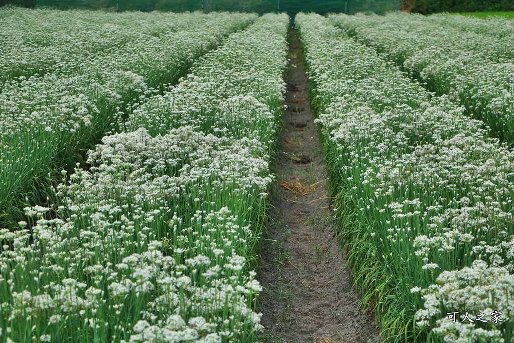 2020彰化韭菜花,彰化埤頭韭菜花海,彰化花海