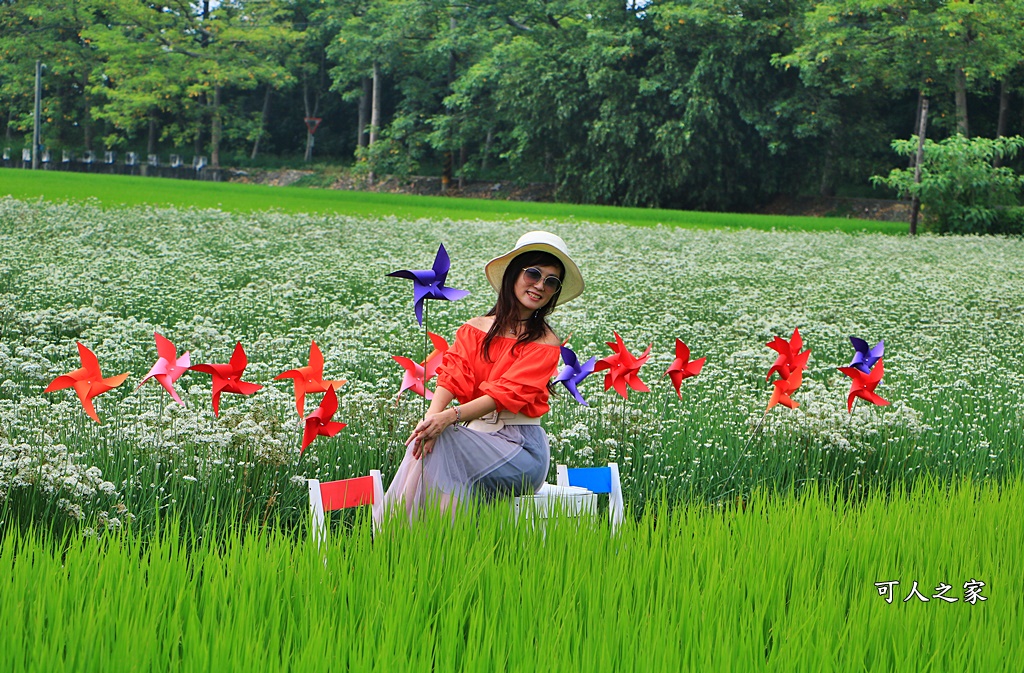 2020彰化韭菜花,彰化埤頭韭菜花海,彰化花海