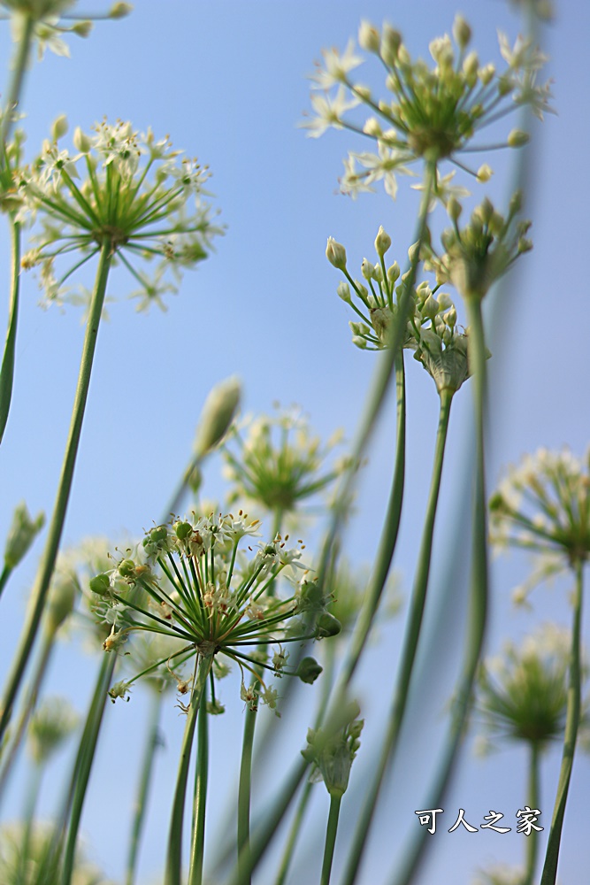 2020彰化韭菜花,彰化埤頭韭菜花海,彰化花海