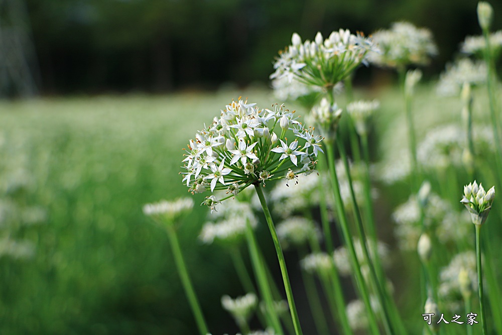 2020彰化韭菜花,彰化埤頭韭菜花海,彰化花海