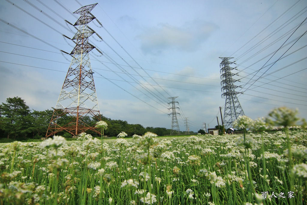 2020彰化韭菜花,彰化埤頭韭菜花海,彰化花海