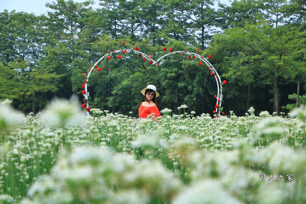 2020彰化韭菜花,彰化埤頭韭菜花海,彰化花海