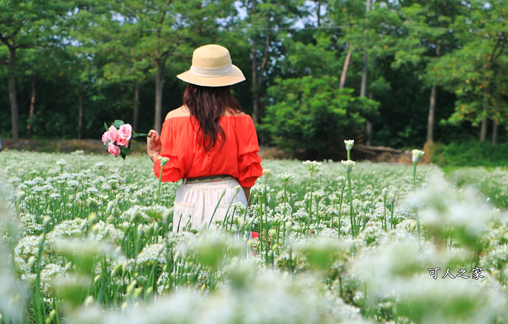 2020彰化韭菜花,彰化埤頭韭菜花海,彰化花海