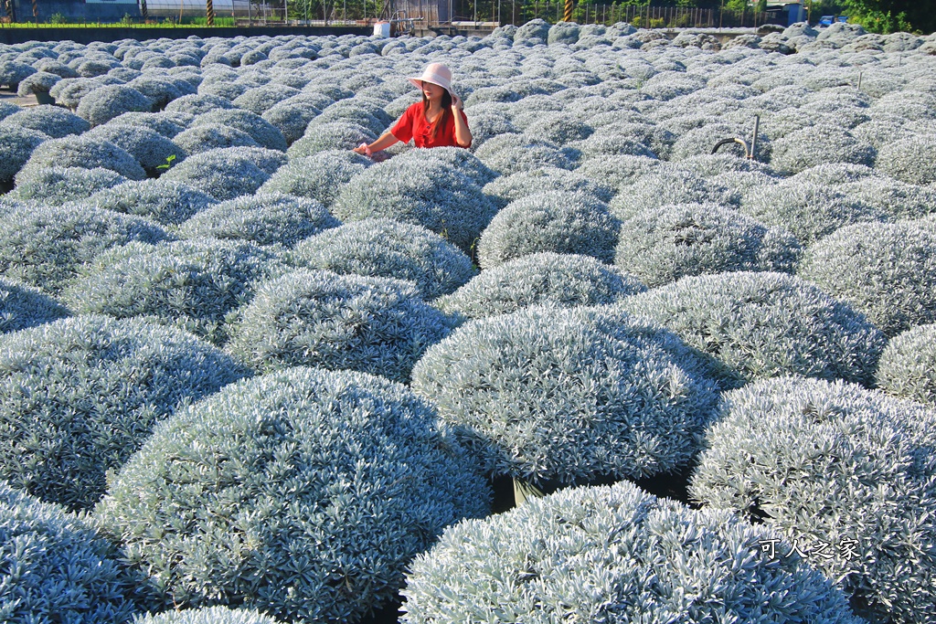 彰化芙蓉草田