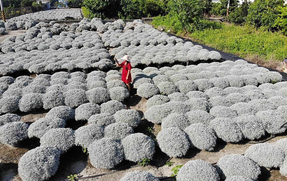 彰化芙蓉草田