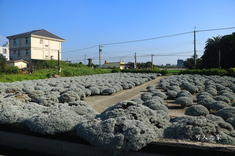 彰化芙蓉草田