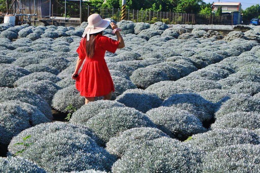 彰化芙蓉草田