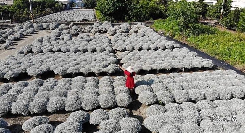 彰化芙蓉草田