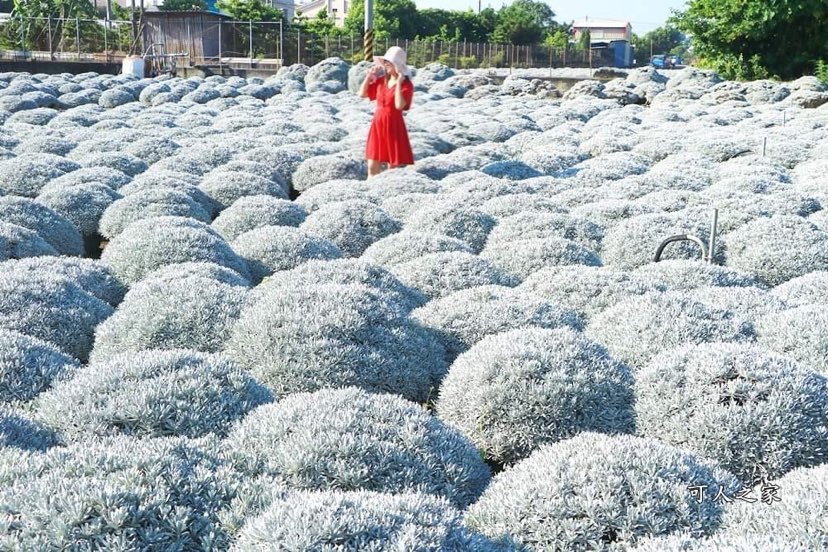 彰化芙蓉草田