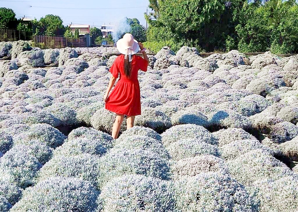 彰化芙蓉草田