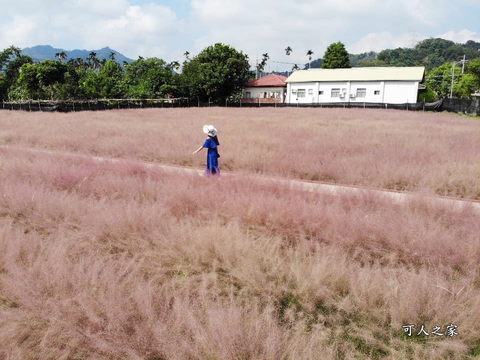 粉黛亂子草