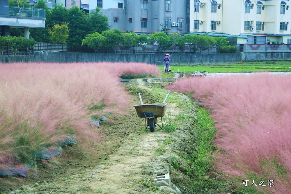 粉黛亂子草