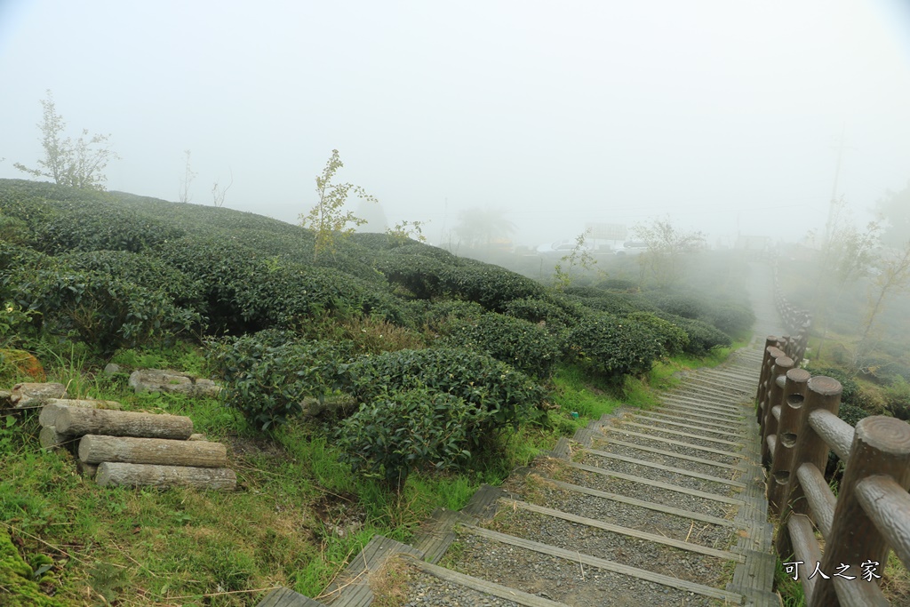 武岫農圃、大崙山觀景台、銀杏森林