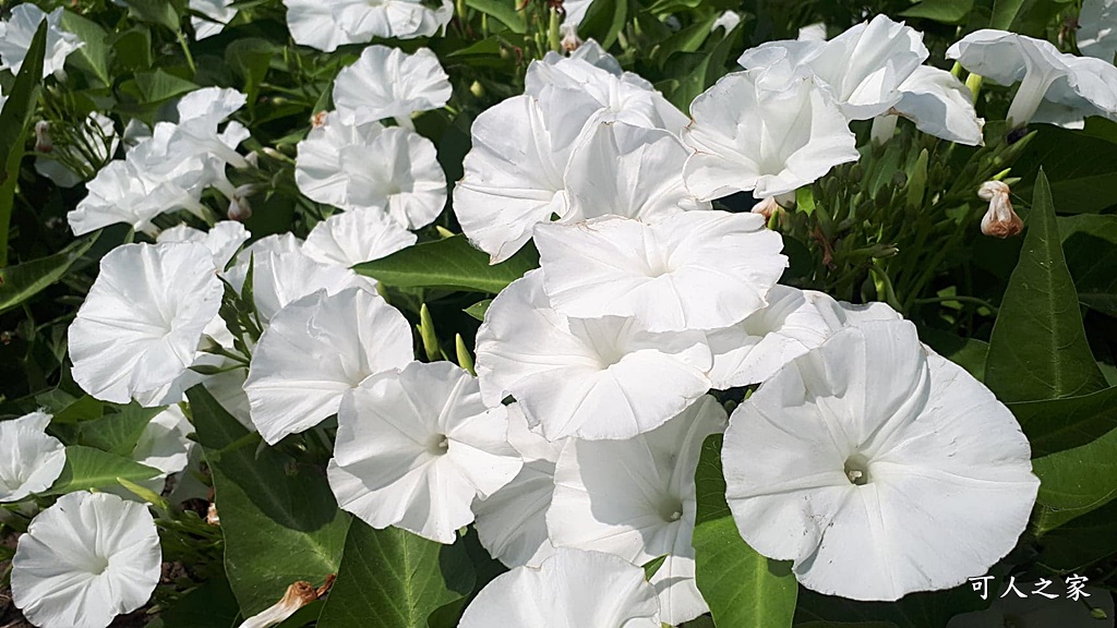 空心菜花海