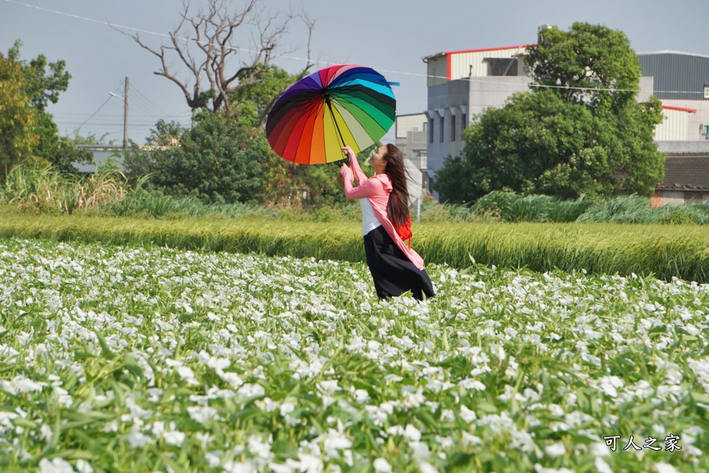 空心菜花海