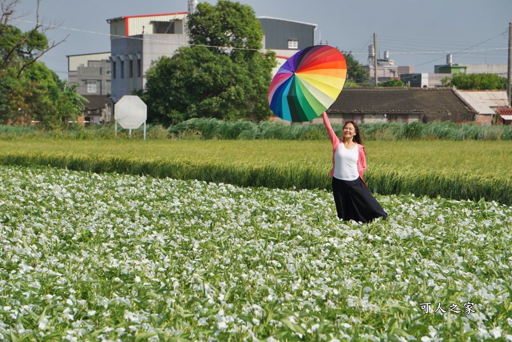 空心菜花海