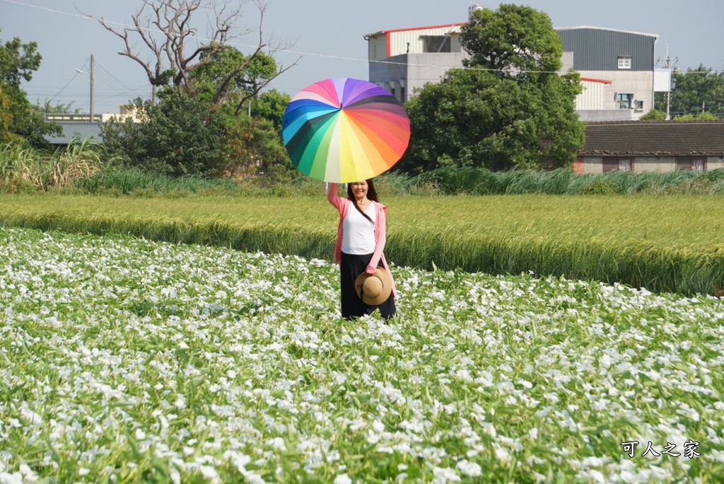 空心菜花海