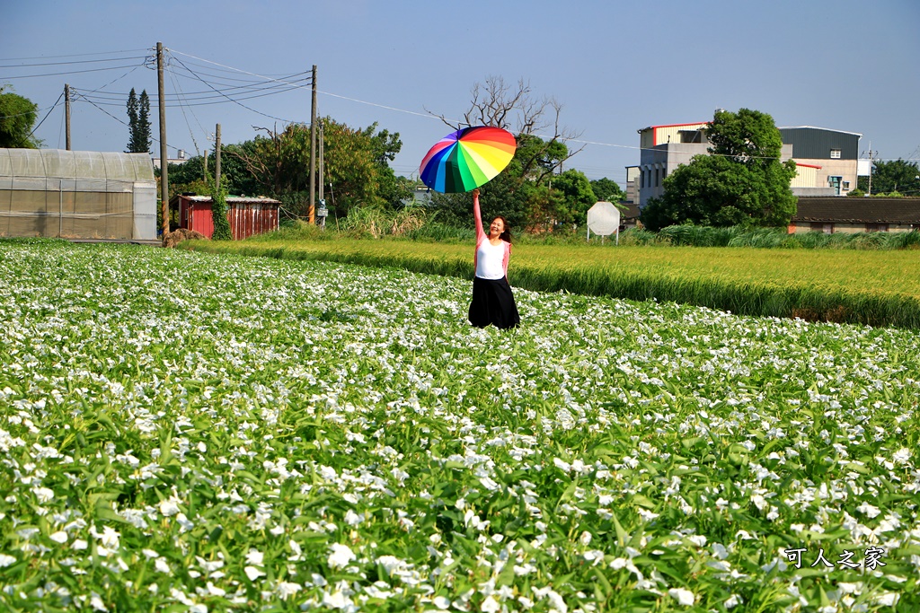 空心菜花海