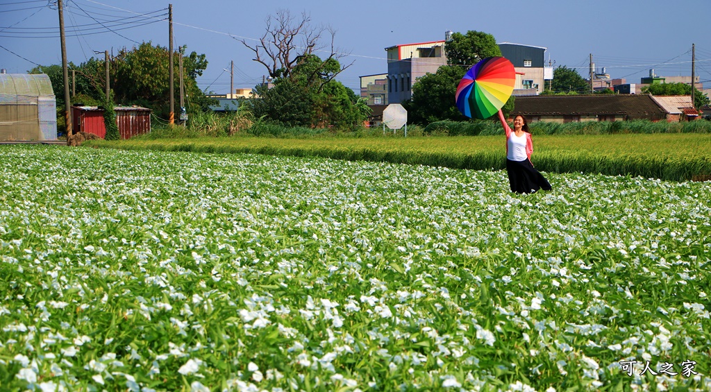 空心菜花海