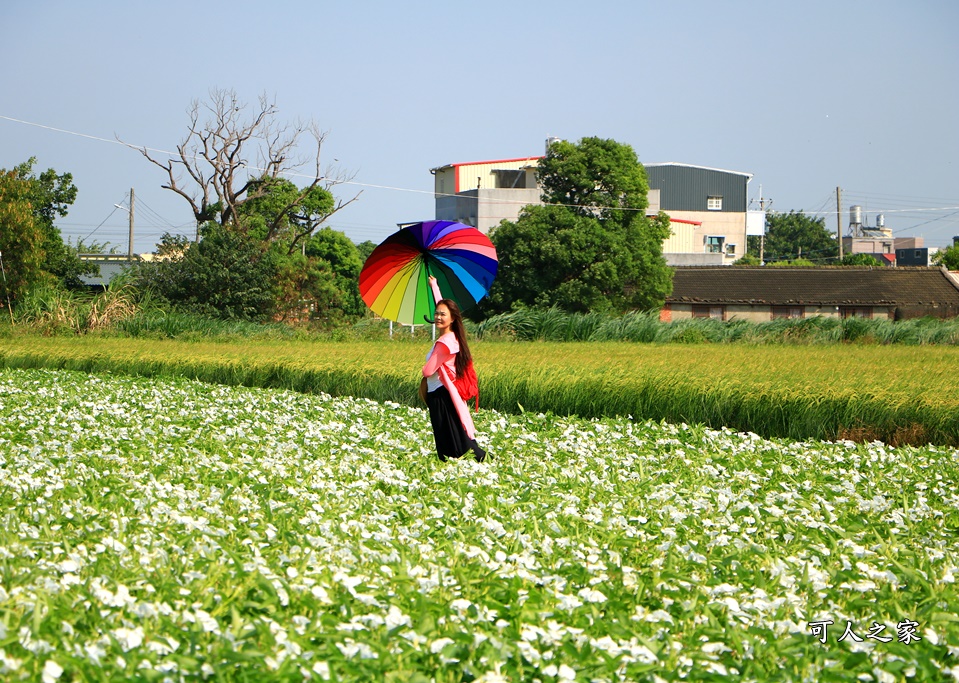 空心菜花海