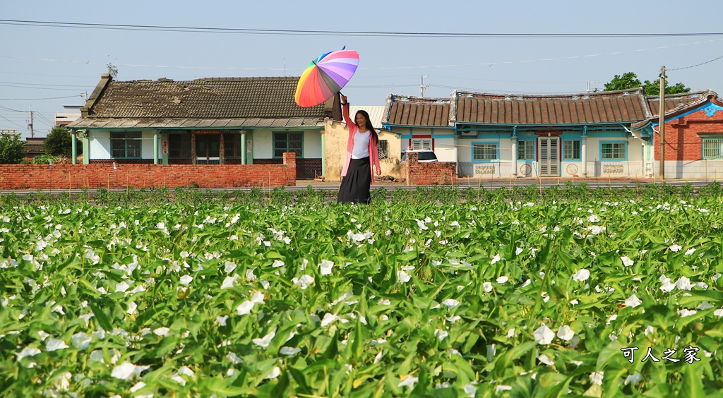 空心菜花海