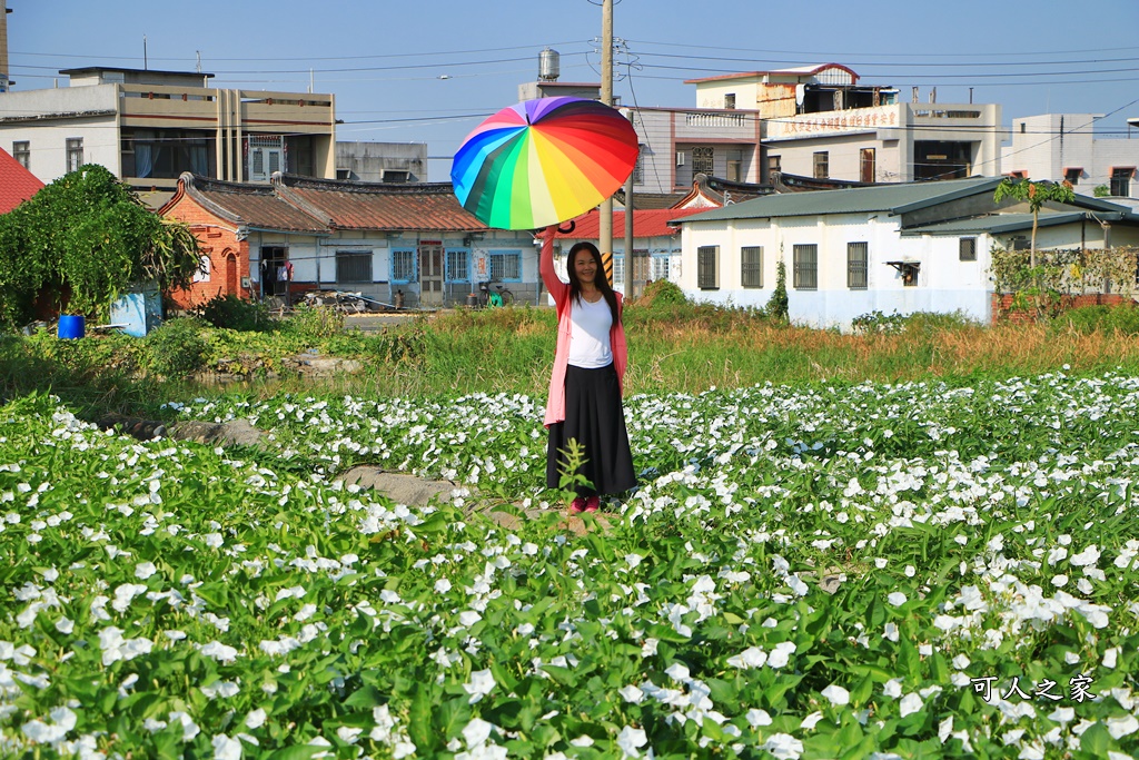 空心菜花海