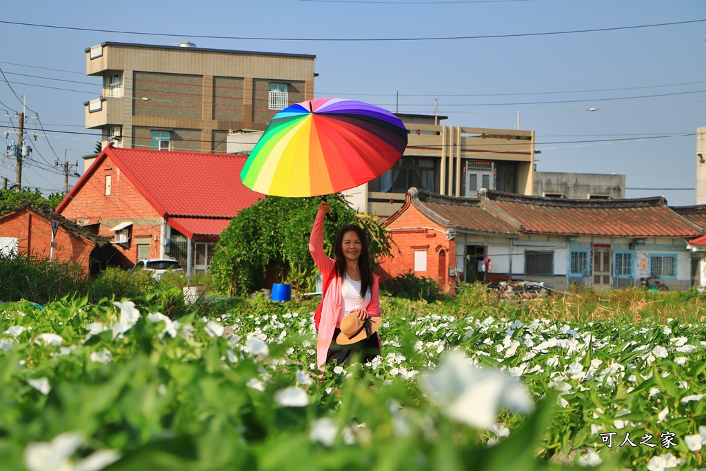 空心菜花海