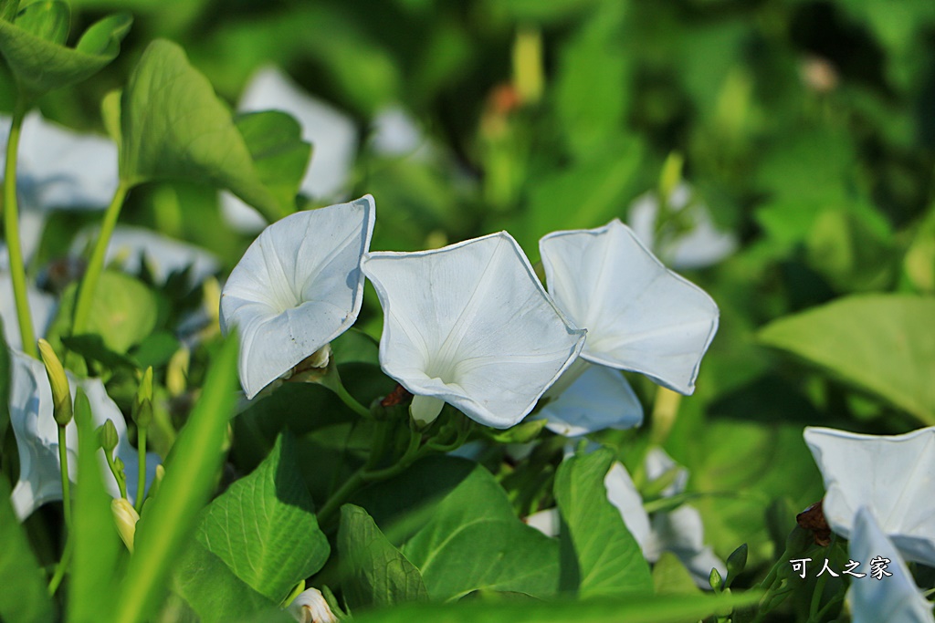 空心菜花海