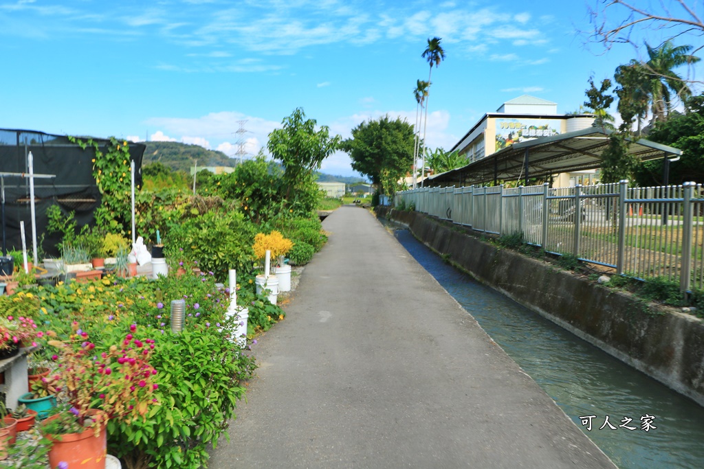 台中后里泰安國小落羽松秘境