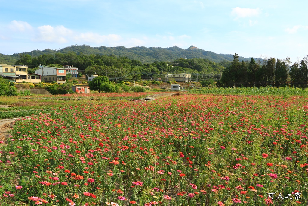 苗栗銅鑼杭菊