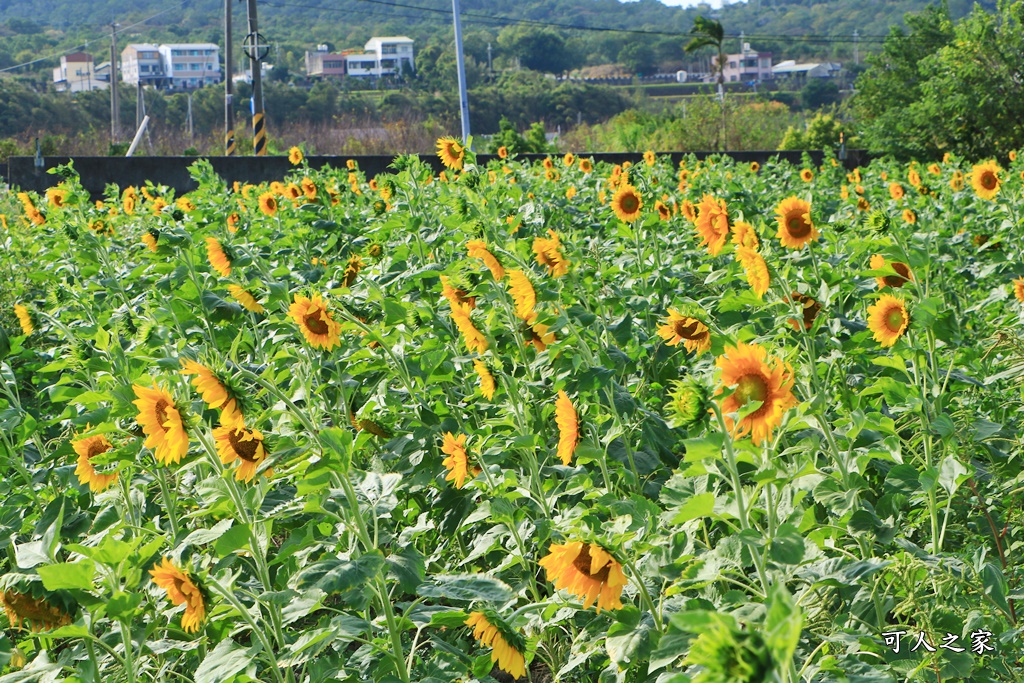 苗栗銅鑼杭菊