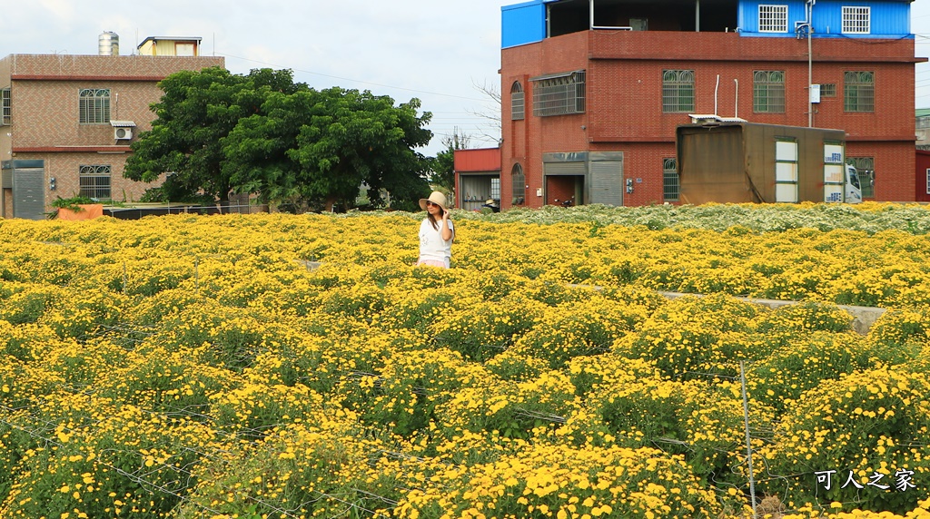 苗栗銅鑼杭菊