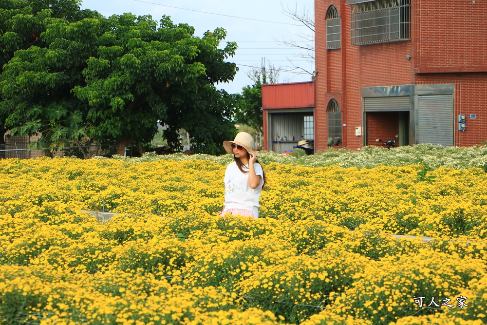 苗栗銅鑼杭菊