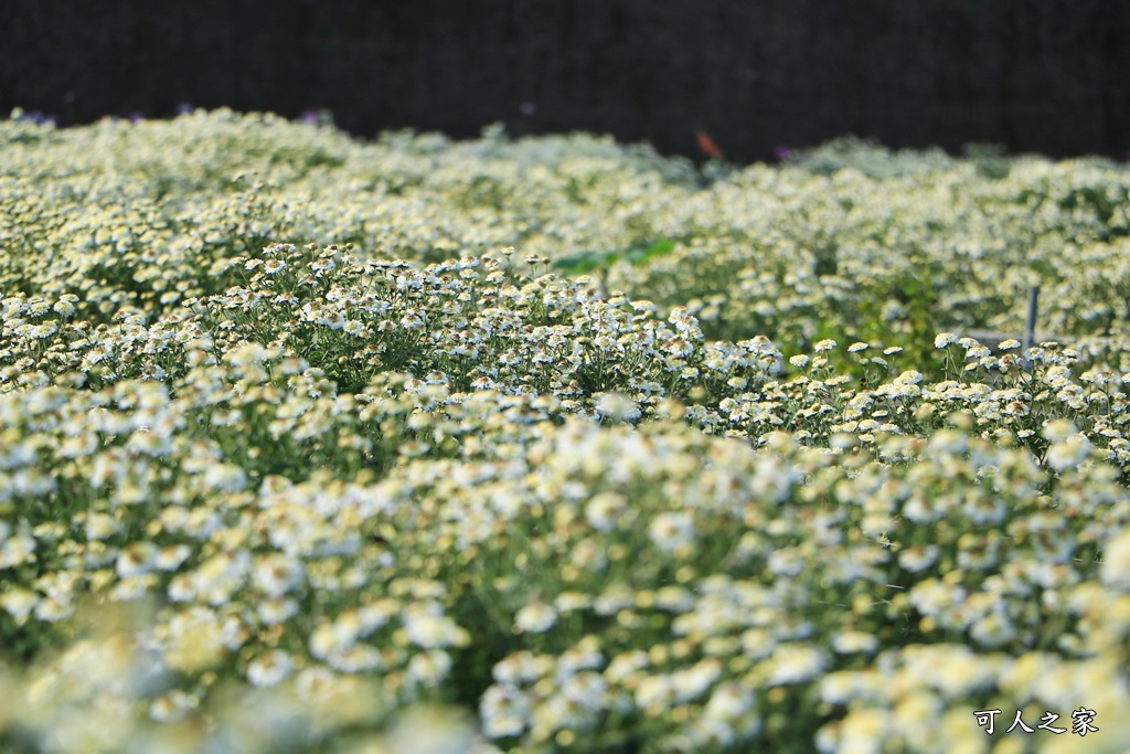 苗栗銅鑼杭菊