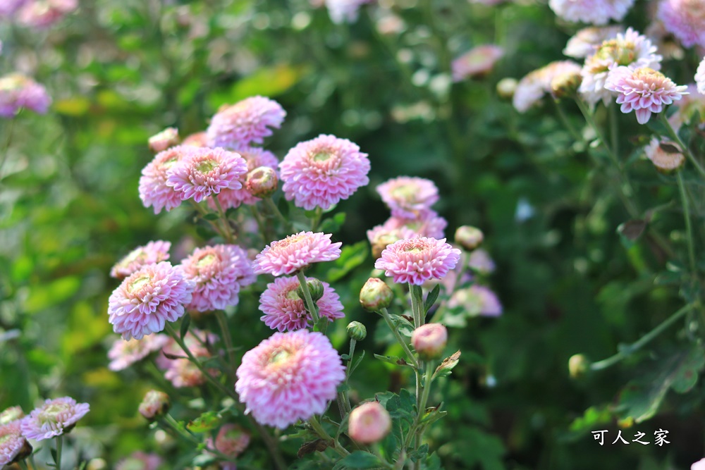 苗栗銅鑼杭菊