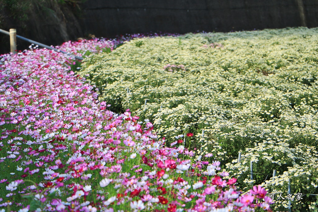 苗栗銅鑼杭菊