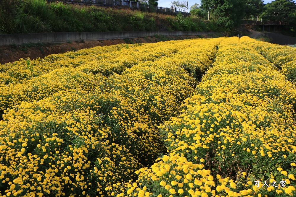 苗栗銅鑼杭菊