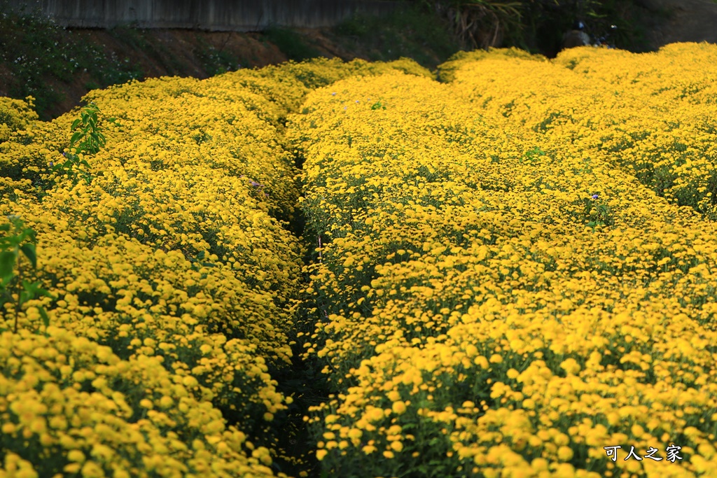 苗栗銅鑼杭菊