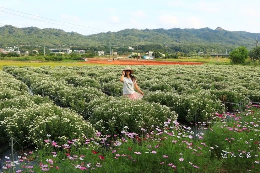 苗栗銅鑼杭菊