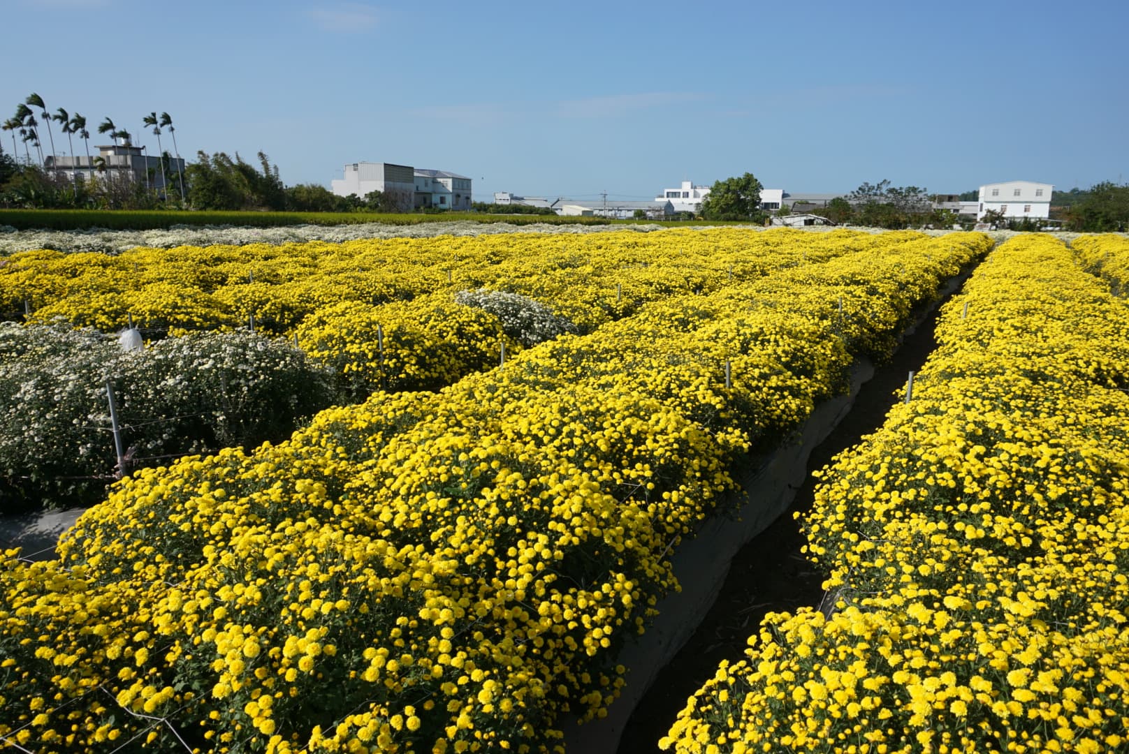 苗栗銅鑼杭菊