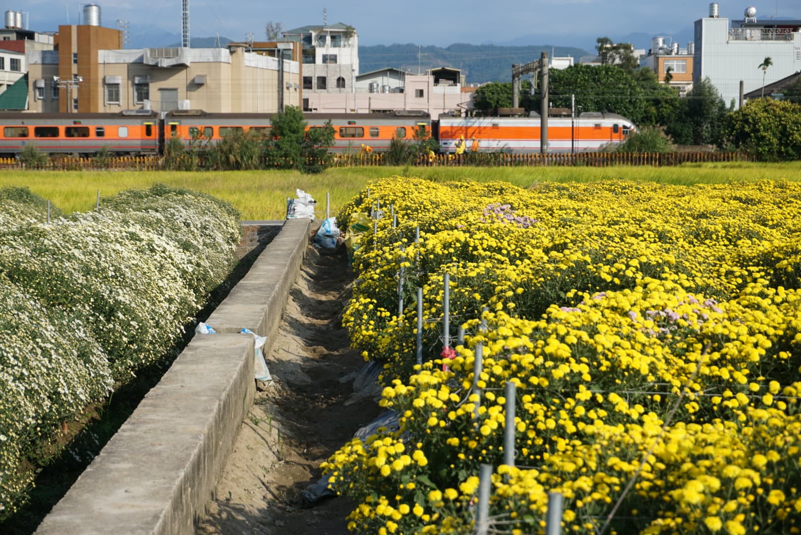 苗栗銅鑼杭菊