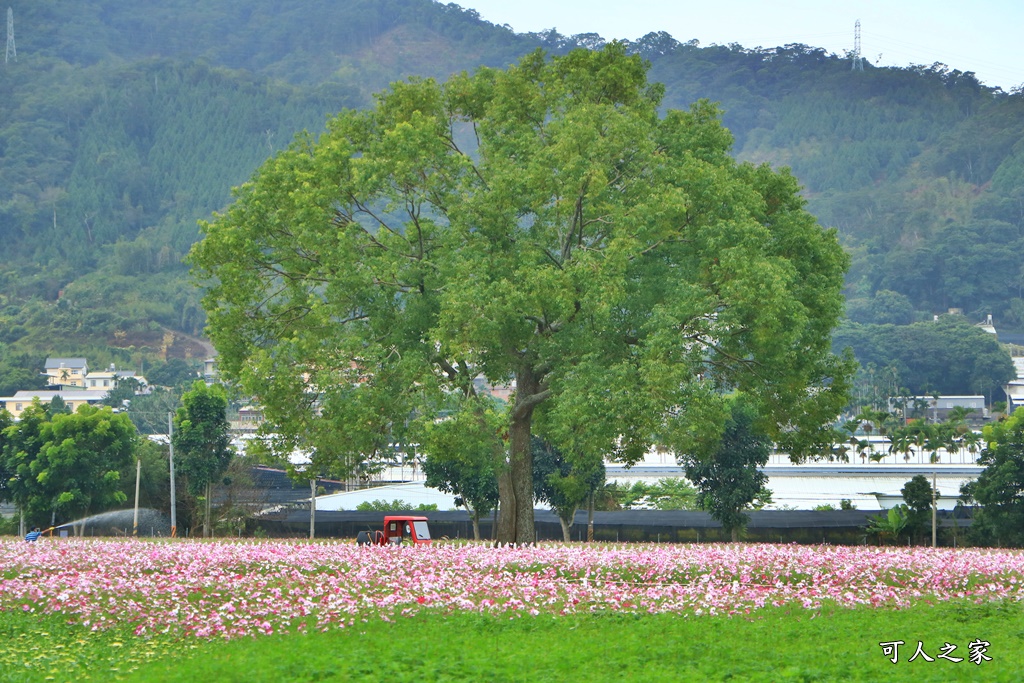 2020新社花海節